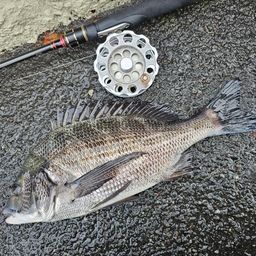 クロダイ