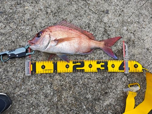 タイの釣果
