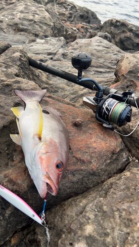 モンツキイサキの釣果