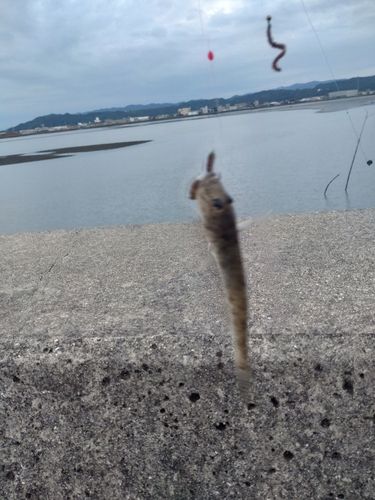 ハゼの釣果