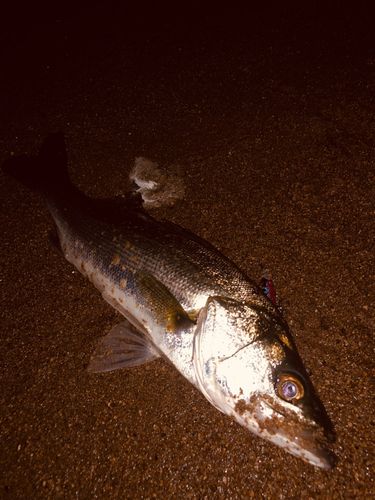 宍道湖