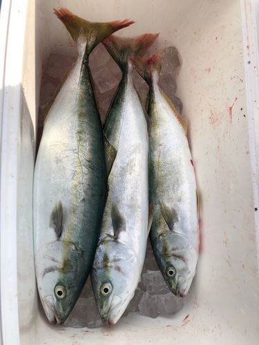 イナダの釣果