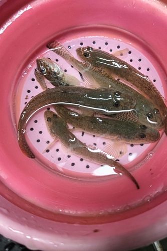 ハゼの釣果