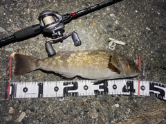 アイナメの釣果