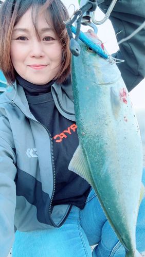 ヤズの釣果