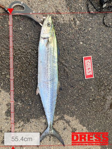サゴシの釣果