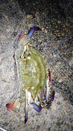 ガザミの釣果