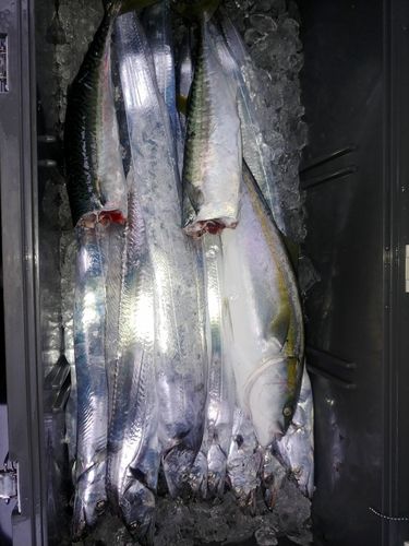 タチウオの釣果