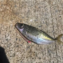 アジ