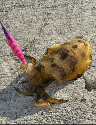 イカの釣果