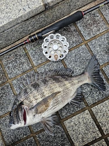 クロダイの釣果