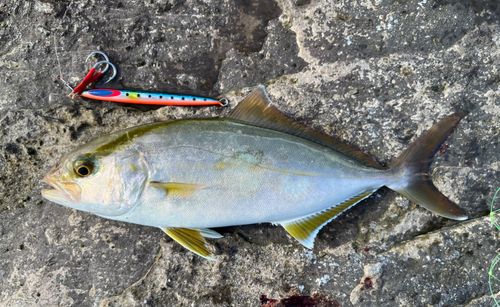 アカビラの釣果