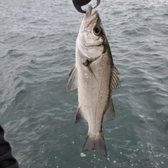 ヒラスズキの釣果