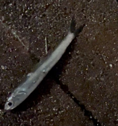 カタクチイワシの釣果