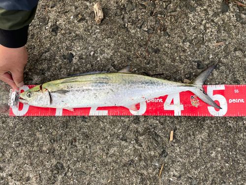 サゴシの釣果