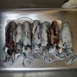 アオリイカ