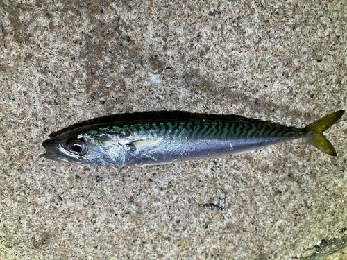 サバの釣果