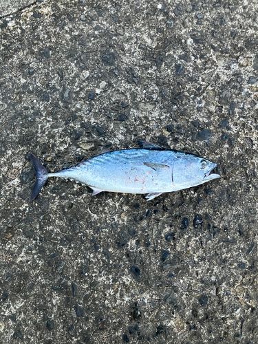 スマガツオの釣果