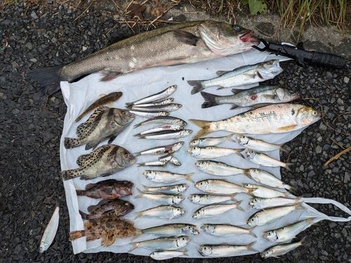 フッコ(マルスズキ)の釣果