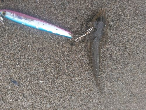 メゴチの釣果