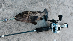 ムラソイの釣果