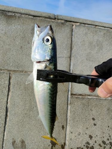 サバの釣果