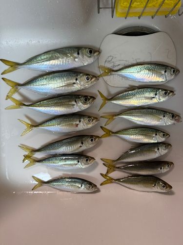 アジの釣果
