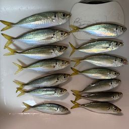 アジ