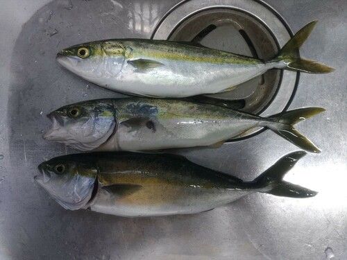 ワカシの釣果
