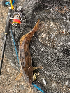 アイナメの釣果