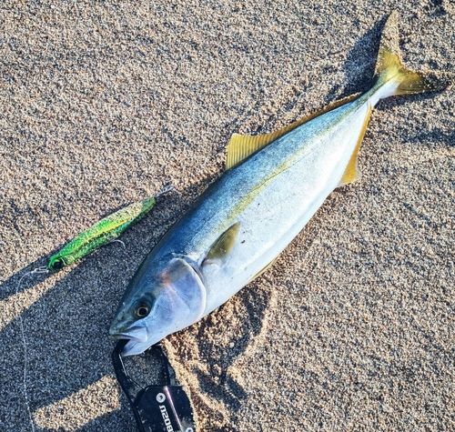 ツバスの釣果