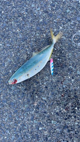 ヤズの釣果