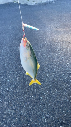 ヤズの釣果