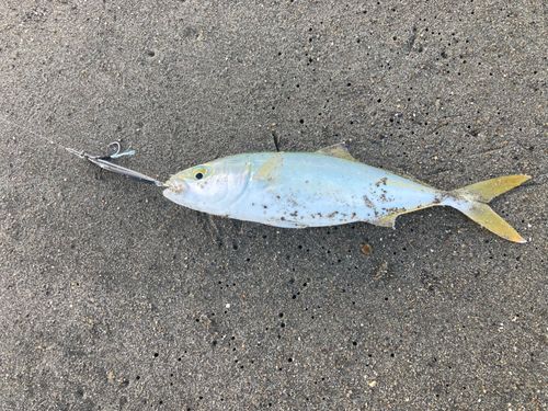 ワカシの釣果