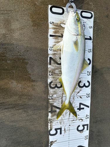 イナダの釣果