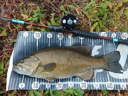 スモールマウスバスの釣果