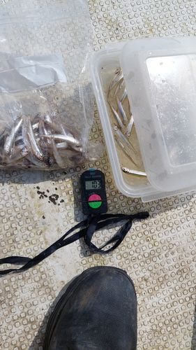 ワカサギの釣果