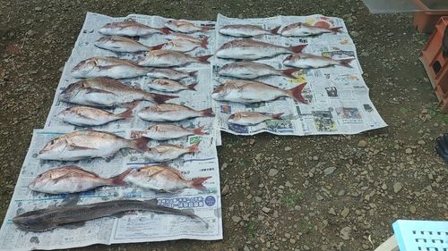 マダイの釣果