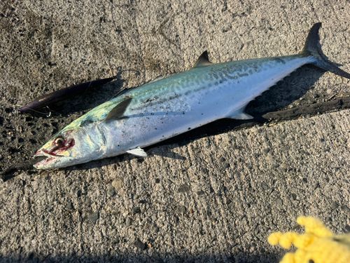 サゴシの釣果
