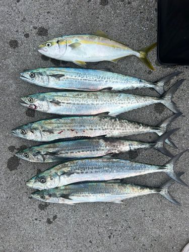 サゴシの釣果