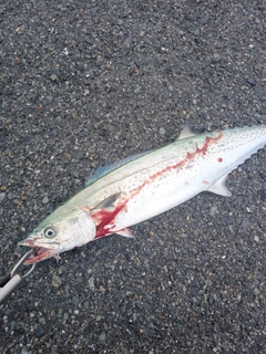 サゴシの釣果