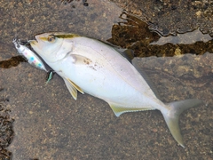 ショゴの釣果