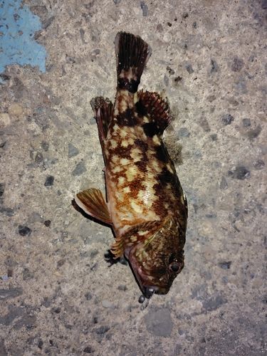 カサゴの釣果