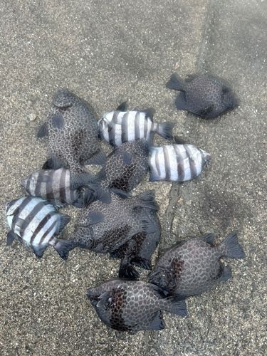 新居海釣公園