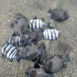 イシガキダイ