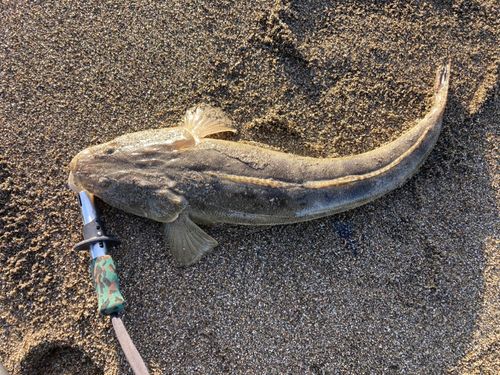 マゴチの釣果