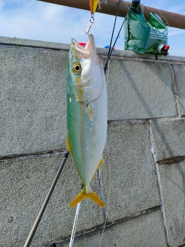 ワカシの釣果