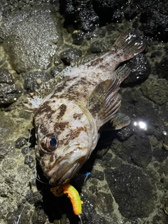 ハチガラの釣果