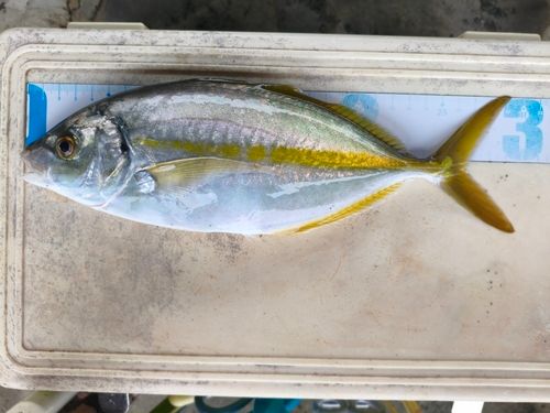 シマアジの釣果