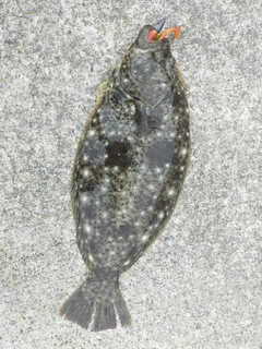 ヒラメの釣果